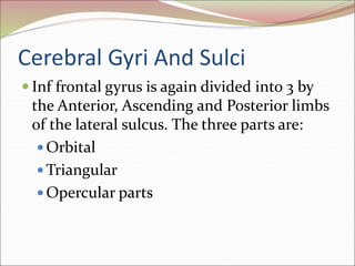 Cerebral Gyri And Sulci
 Inf frontal gyrus is again divided into 3 by
the Anterior, Ascending and Posterior limbs
of the lateral sulcus. The three parts are:
 Orbital
 Triangular
 Opercular parts
 