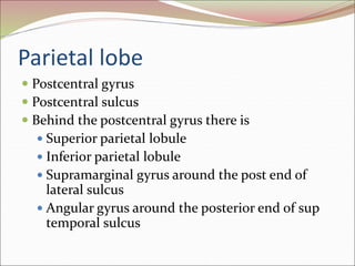 Parietal lobe
 Postcentral gyrus
 Postcentral sulcus
 Behind the postcentral gyrus there is
 Superior parietal lobule
 Inferior parietal lobule
 Supramarginal gyrus around the post end of
lateral sulcus
 Angular gyrus around the posterior end of sup
temporal sulcus
 