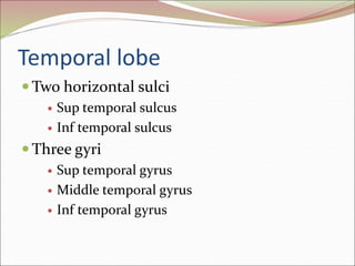 Temporal lobe
 Two horizontal sulci
 Sup temporal sulcus
 Inf temporal sulcus
 Three gyri
 Sup temporal gyrus
 Middle temporal gyrus
 Inf temporal gyrus
 