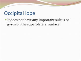 Occipital lobe
 It does not have any important sulcus or
gyrus on the superolateral surface
 