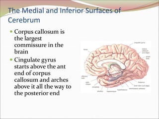 The Medial and Inferior Surfaces of
Cerebrum
 Corpus callosum is
the largest
commissure in the
brain
 Cingulate gyrus
starts above the ant
end of corpus
callosum and arches
above it all the way to
the posterior end
 