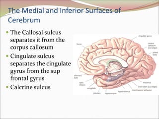 The Medial and Inferior Surfaces of
Cerebrum
 The Callosal sulcus
separates it from the
corpus callosum
 Cingulate sulcus
separates the cingulate
gyrus from the sup
frontal gyrus
 Calcrine sulcus
 