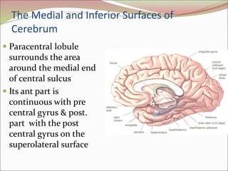 The Medial and Inferior Surfaces of
Cerebrum
 Paracentral lobule
surrounds the area
around the medial end
of central sulcus
 Its ant part is
continuous with pre
central gyrus & post.
part with the post
central gyrus on the
superolateral surface
 