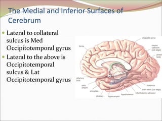 The Medial and Inferior Surfaces of
Cerebrum
 Lateral to collateral
sulcus is Med
Occipitotemporal gyrus
 Lateral to the above is
Occipitotemporal
sulcus & Lat
Occipitotemporal gyrus
 