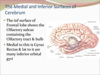 The Medial and Inferior Surfaces of
Cerebrum
 The inf surface of
Frontal lobe shows the
Olfactory sulcus
containing the
Olfactory tract & bulb
 Medial to this is Gyrus
Rectus & lat to it are
many inferior orbital
gyri
 