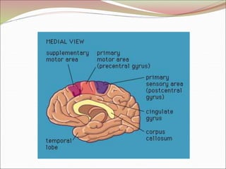 Diencephalon.ppt