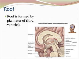 Roof
 Roof is formed by
pia mater of third
ventricle
 