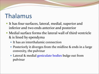 Thalamus
 It has four surfaces, lateral, medial, superior and
inferior and two ends anterior and posterior
 Medial surface forms the lateral wall of third ventricle
& is lined by ependyma
 It has an interthalamic connection
 Posteriorly it diverges from the midline & ends in a large
convexity, the pulvinar
 Lateral & medial geniculate bodies bulge out from
pulvinar
 