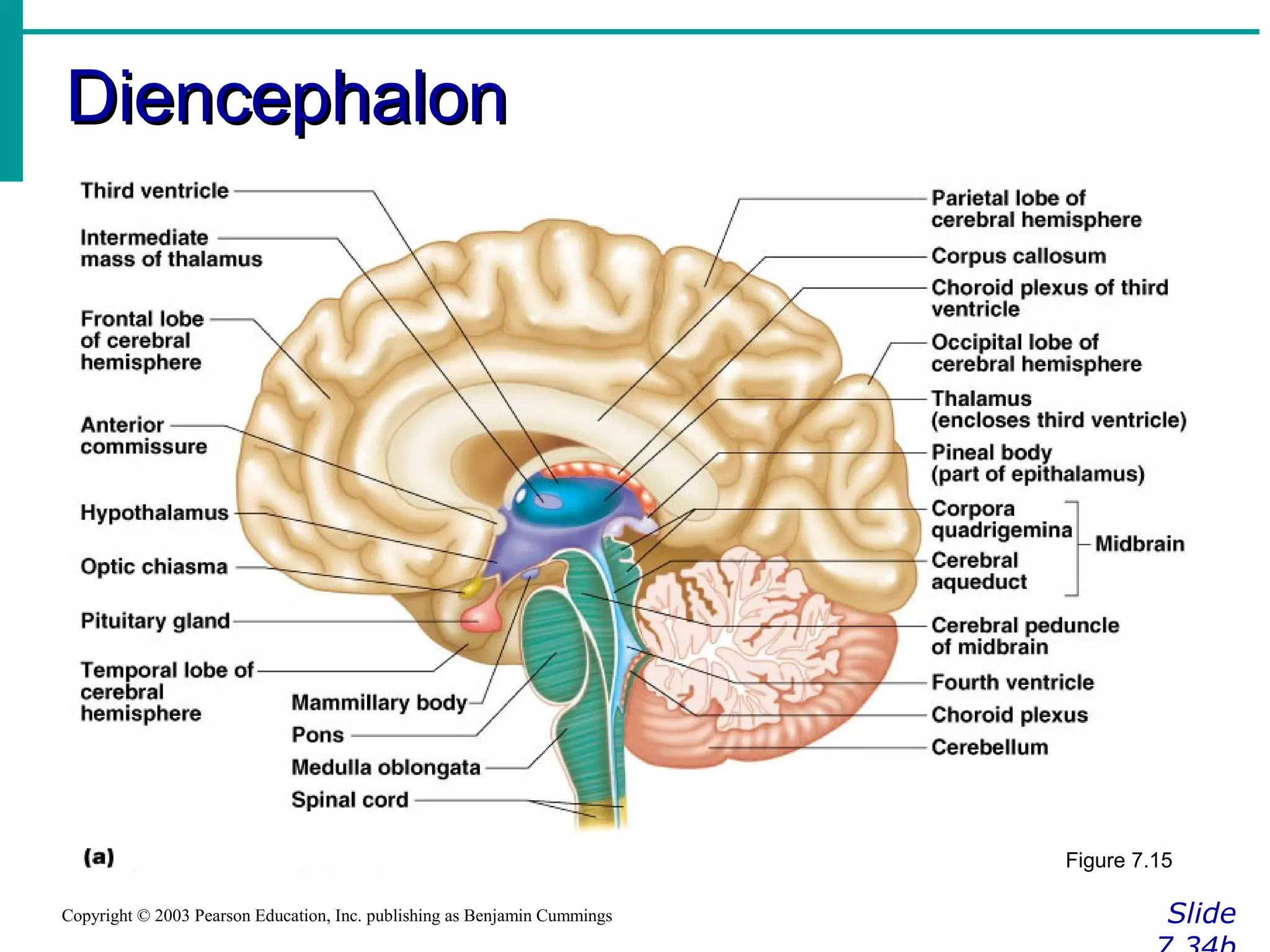 Diencephalon PPT