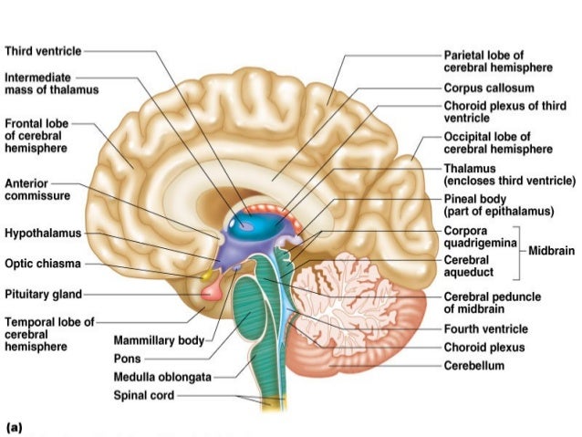 Diencephalon
