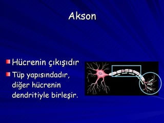 Akson Hücrenin çıkışıdır Tüp yapısındadır, diğer hücrenin dendritiyle birleşir . 