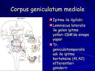 Corpus geniculatum mediale İşitme ile ilgilidir. Lemniscus lateralis ile gelen işitme yolları CGM’de sinaps yapar Tr. geniculotemporalis adı ile işitme korteksine (41,42) efferentleri gönderir 