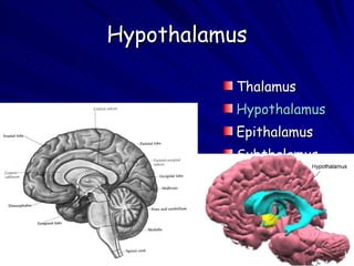 Hypothalamus Thalamus Hypothalamus Epithalamus Subthalamus 