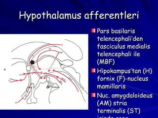 Hypothalamus afferentleri Pars basilaris telencephali’den fasciculus medialis telencephali ile (MBF) Hipokampus’tan (H) fornix (F)-nucleus mamillaris Nuc. amygdaloideus (AM) stria terminalis (ST) içinde area preoptica’ya 