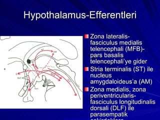 Hypothalamus-Efferentleri Zona lateralis- fasciculus medialis telencephali (MFB)-pars basalis telencephali’ye gider Stria terminalis (ST) ile nucleus amygdaloideus’a (AM) Zona medialis, zona periventricularis-fasciculus longitudinalis dorsali (DLF) ile parasempatik çekirdeklere 