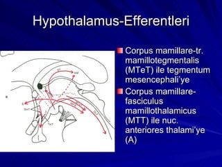 Hypothalamus-Efferentleri Corpus mamillare-tr. mamillotegmentalis (MTeT) ile tegmentum mesencephali’ye Corpus mamillare- fasciculus mamillothalamicus (MTT) ile nuc. anteriores thalami’ye (A) 