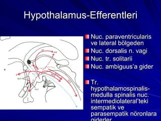 Hypothalamus-Efferentleri Nuc. paraventricularis ve lateral bölgeden Nuc. dorsalis n. vagi Nuc. tr. solitarii Nuc. ambiguus’a gider Tr. hypothalamospinalis-medulla spinalis nuc. intermediolateral’teki sempatik ve parasempatik nöronlara giderler 