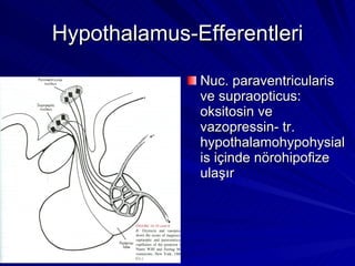 Hypothalamus-Efferentleri Nuc. paraventricularis ve supraopticus: oksitosin ve vazopressin- tr. hypothalamohypohysialis içinde nörohipofize ulaşır 