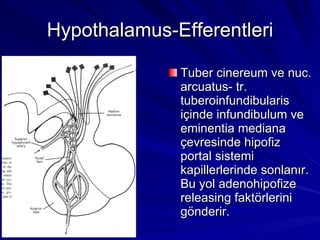 Hypothalamus-Efferentleri Tuber cinereum ve nuc. arcuatus- tr. tuberoinfundibularis içinde infundibulum ve eminentia mediana çevresinde hipofiz portal sistemi kapillerlerinde sonlanır. Bu yol adenohipofize releasing faktörlerini gönderir. 