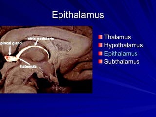Epithalamus Thalamus Hypothalamus Epithalamus Subthalamus 