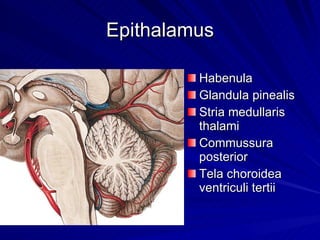 Epithalamus Habenula Glandula pinealis Stria medullaris thalami Commussura posterior Tela choroidea ventriculi tertii 