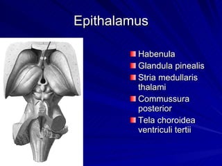 Epithalamus Habenula Glandula pinealis Stria medullaris thalami Commussura posterior Tela choroidea ventriculi tertii 
