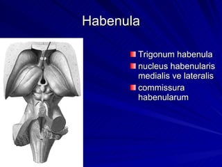 Habenula Trigonum habenula nucleus habenularis medialis ve lateralis commissura habenularum 