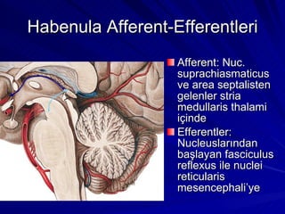 Habenula Afferent-Efferentleri Afferent: Nuc. suprachiasmaticus ve area septalisten gelenler stria medullaris thalami içinde Efferentler: Nucleuslarından başlayan fasciculus reflexus ile nuclei reticularis mesencephali’ye 
