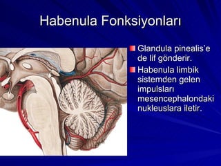 Habenula Fonksiyonları Glandula pinealis’e de lif gönderir. Habenula limbik sistemden gelen impulsları mesencephalondaki nukleuslara iletir. 