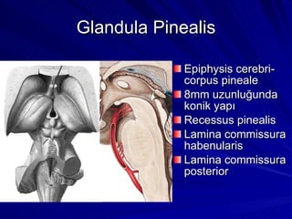 Glandula Pinealis Epiphysis cerebri-corpus pineale 8mm uzunluğunda konik yapı Recessus pinealis Lamina commissura habenularis Lamina commissura posterior 