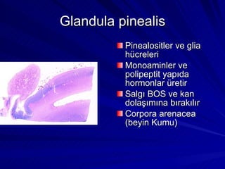 Glandula pinealis Pinealositler ve glia hücreleri Monoaminler ve polipeptit yapıda hormonlar üretir Salgı BOS ve kan dolaşımına bırakılır Corpora arenacea (beyin Kumu) 