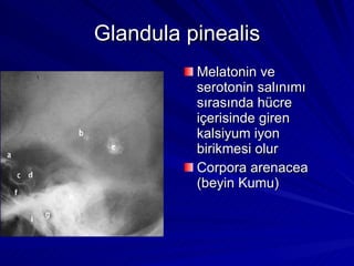 Glandula pinealis Melatonin ve serotonin salınımı sırasında hücre içerisinde giren kalsiyum iyon birikmesi olur Corpora arenacea (beyin Kumu) 