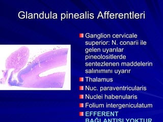 Glandula pinealis Afferentleri Ganglion cervicale superior: N. conarii ile gelen uyarılar pineolositlerde sentezlenen maddelerin salınımını uyarır Thalamus Nuc. paraventricularis Nuclei habenularis Folium intergeniculatum EFFERENT BAĞLANTISI YOKTUR 