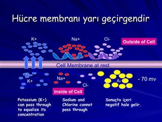 Hücre membranı yarı geçirgendir Cell Membrane at rest Na+ Cl- K+ Na+ Cl- K+ A- Outside of Cell Inside of Cell Potassium (K+) can pass through to equalize its concentration Sodium and Chlorine cannot pass through Sonuçta içeri negatif hale gelir. - 70 mv 