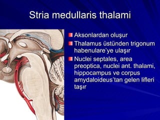 Stria medullaris thalami Aksonlardan oluşur Thalamus üstünden trigonum habenulare’ye ulaşır Nuclei septales, area preoptica, nuclei ant. thalami, hippocampus ve corpus amydaloideus’tan gelen lifleri taşır 