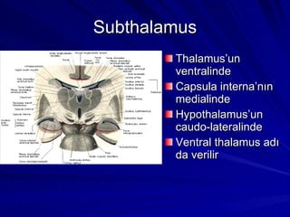 Subthalamus Thalamus’un ventralinde Capsula interna’nın medialinde Hypothalamus’un caudo-lateralinde Ventral thalamus adı da verilir 