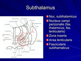 Subthalamus Nuc. subthalamicus Nucleus campi perizonalis (fas. thalamicus, fas. lenticularis) Zona inserta Ansa lenticularis Fascicularis subthamalicus 