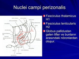 Nuclei campi perizonalis Fasciculus thalamicus H1 Fasciculus lenticularis H2 Globus pallidustan gelen lifler ve bunların arasındaki nöronlardan oluşur. 
