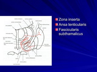 Zona inserta Ansa lenticularis Fascicularis subthamalicus 