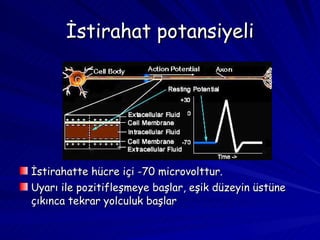 İstirahat potansiyeli İstirahatte hücre içi -70 microvolttur. Uyarı ile pozitifleşmeye başlar, eşik düzeyin üstüne çıkınca tekrar yolculuk başlar  