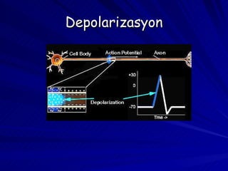 Depolarizasyon 