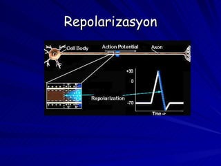 Repolarizasyon 
