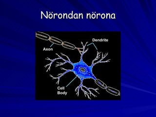Nörondan nörona Cell Body Dendrite Axon 