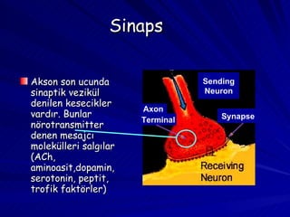 Sinaps Akson son ucunda sinaptik vezikül denilen kesecikler vardır. Bunlar nörotransmitter denen mesajcı molekülleri salgılar (ACh, aminoasit,dopamin, serotonin, peptit, trofik faktörler) Sending Neuron Synapse Axon Terminal 
