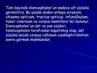 Tüm beyinde diencephalon'un sadece alt yüzünü görebiliriz. Bu yüzde önden arkaya sırasıyla chiasma opticum, tractus opticus, infundibulum, tuber cinereum ve corpus mamillare'ler bulunur. Diencephalon'un üst ve yan yüzleri, telencephalon tarafından kapatılmış olup, üst yüzünü ancak corpus callosum uzaklaştırıldıktan sonra görmek mümkündür.  