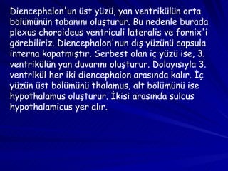 Diencephalon'un üst yüzü, yan ventrikülün orta bölümünün tabanını oluşturur. Bu nedenle burada plexus choroideus ventriculi lateralis ve fornix'i görebiliriz. Diencephalon'nun dış yüzünü capsula interna kapatmıştır. Serbest olan iç yüzü ise, 3. ventrikülün yan duvarını oluşturur. Dolayısıyla 3. ventrikül her iki diencephaion arasında kalır. İç yüzün üst bölümünü thalamus, alt bölümünü ise hypothalamus oluşturur. İkisi arasında sulcus hypothalamicus yer alır. 
