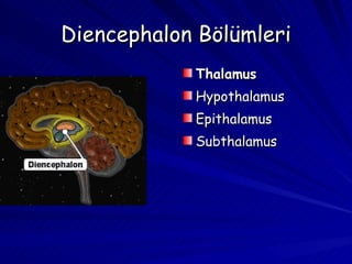 Diencephalon Bölümleri Thalamus Hypothalamus Epithalamus Subthalamus 