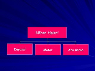 Nöron tipleri Duyusal Motor Ara nöron 