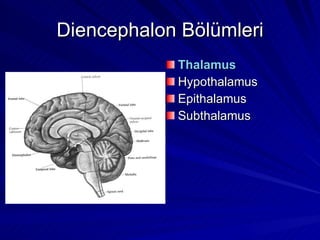 Diencephalon Bölümleri Thalamus Hypothalamus Epithalamus Subthalamus 
