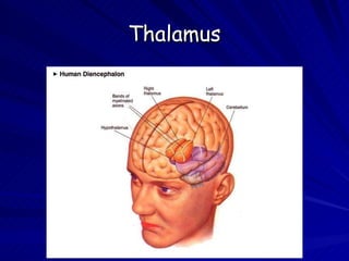 Thalamus 